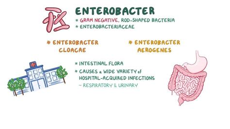 enterobacterales pronunciation|Enterobacter .